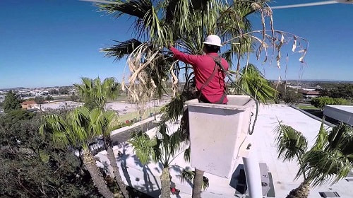Palm tree removal in brisbane