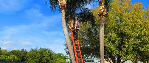 Palm tree branch removal - Tree lopping in brisbane