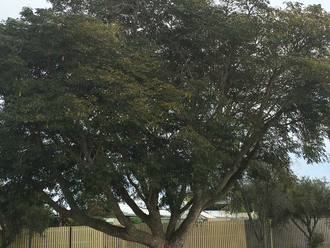 15 Australian Native Trees- tree lopping brisbane