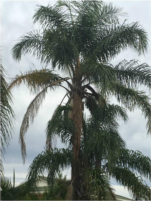 palm tree removal brisbane northside