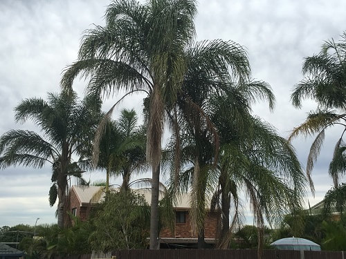 Palm tree removal and cleaning in Brisbane