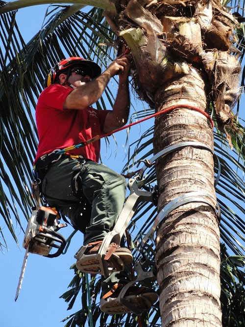 Large tree removal in brisbane