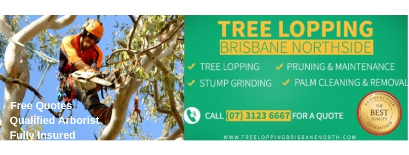 Trimming Services & Tree Pruning in Brisbane | (07) 3123 6667